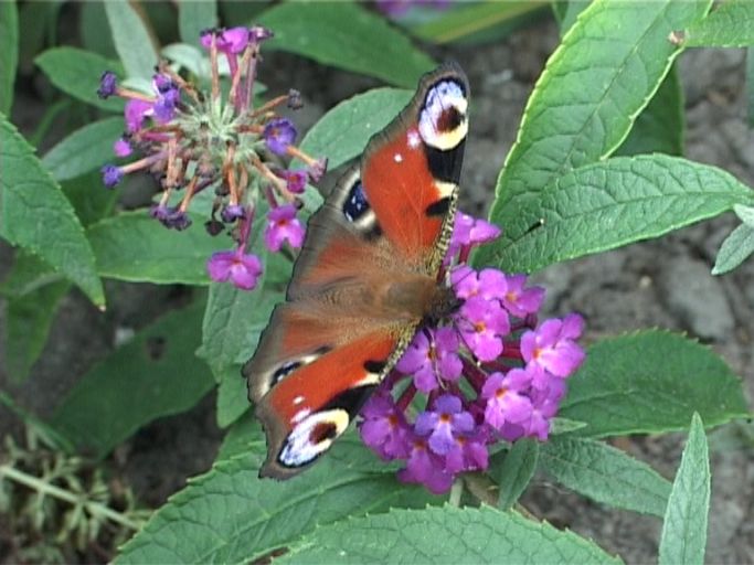 Tagpfauenauge ( Inachis io ), auf Sommerflieder : Moers, in unserem Garten, 07.09.2009